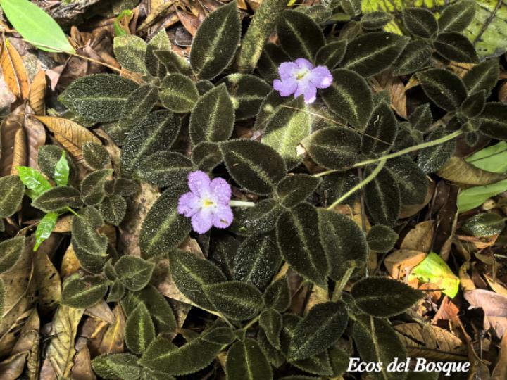 Episcia lilacina