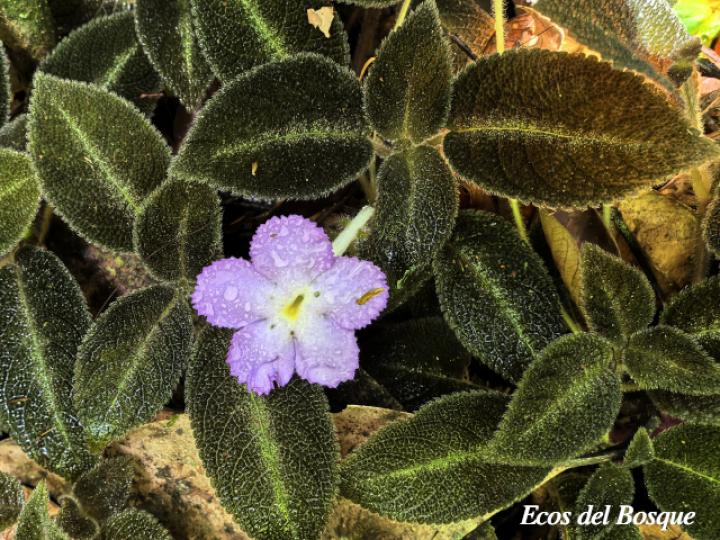 Episcia lilacina