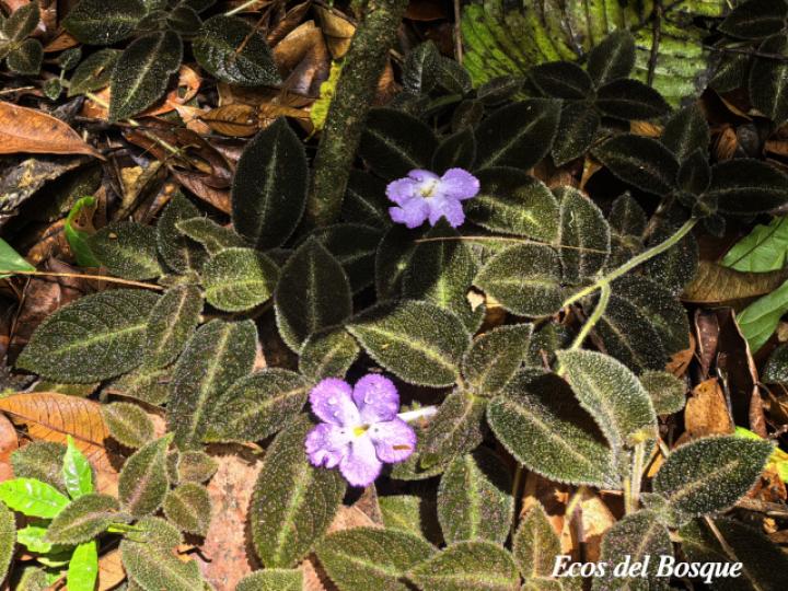 Episcia lilacina