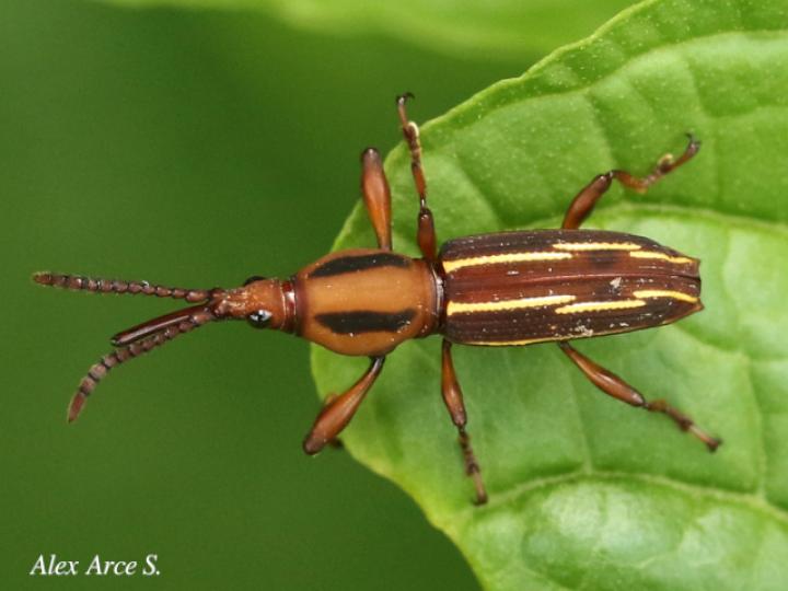 Estenorhinus flavolineatus
