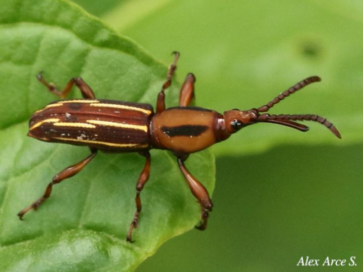 Estenorhinus flavolineatus