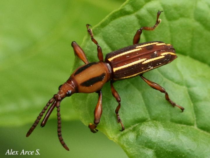 Estenorhinus flavolineatus