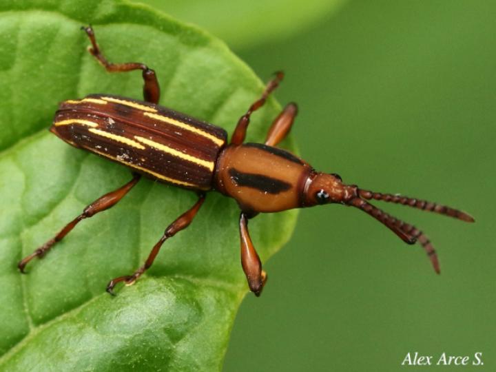 Estenorhinus flavolineatus