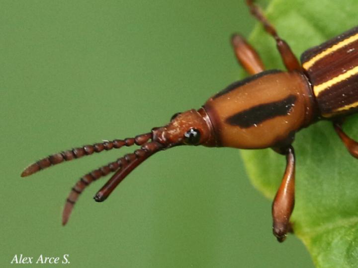 Estenorhinus flavolineatus