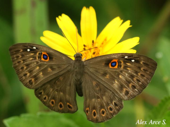 Eurybia unxia (Eurybia alas azules)