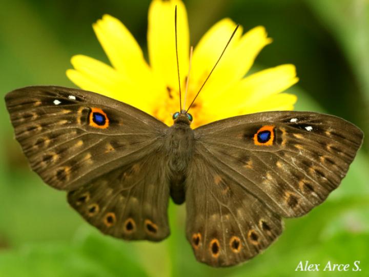 Eurybia unxia (Eurybia alas azules)