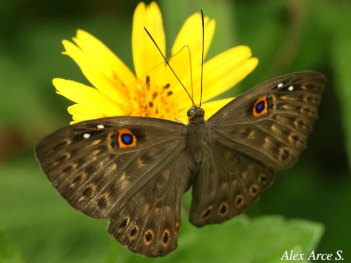 Eurybia unxia (Eurybia alas azules)