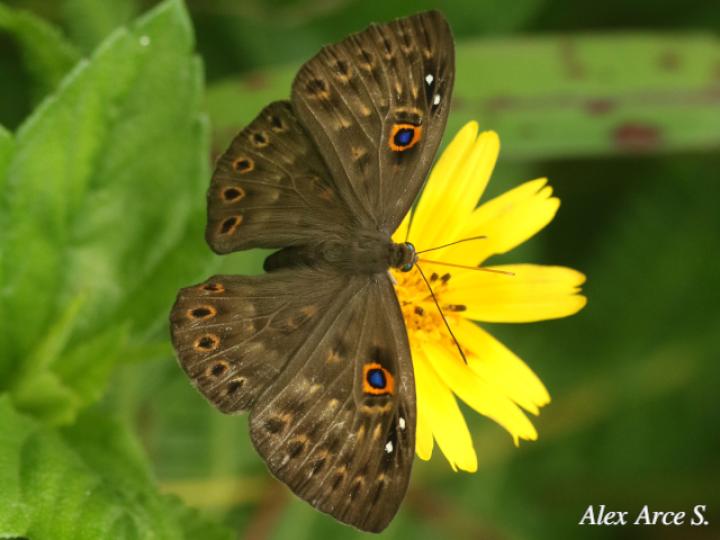 Eurybia unxia (Eurybia alas azules)