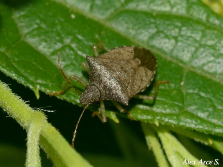Euschistus servus