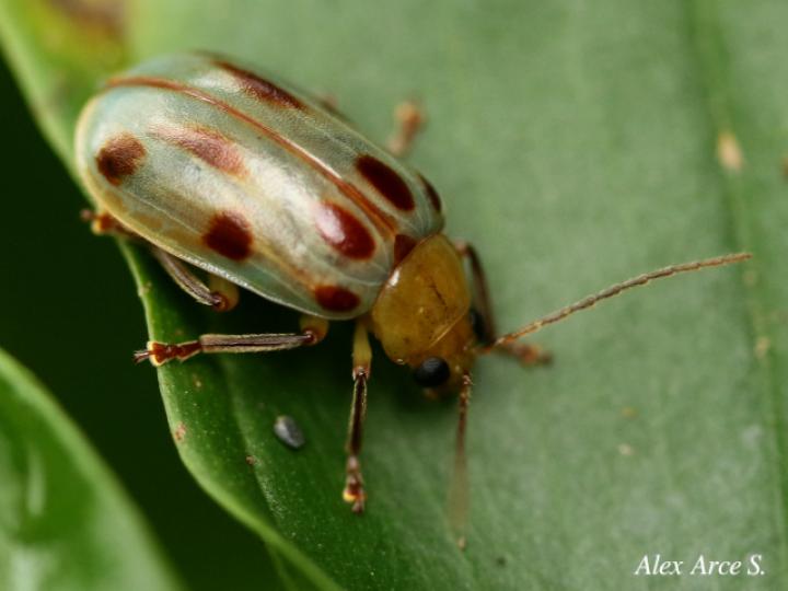 Exora obsoleta