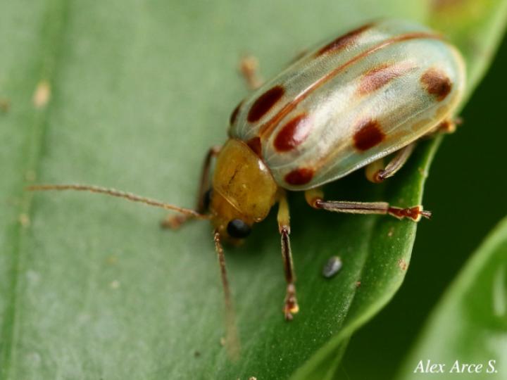 Exora obsoleta