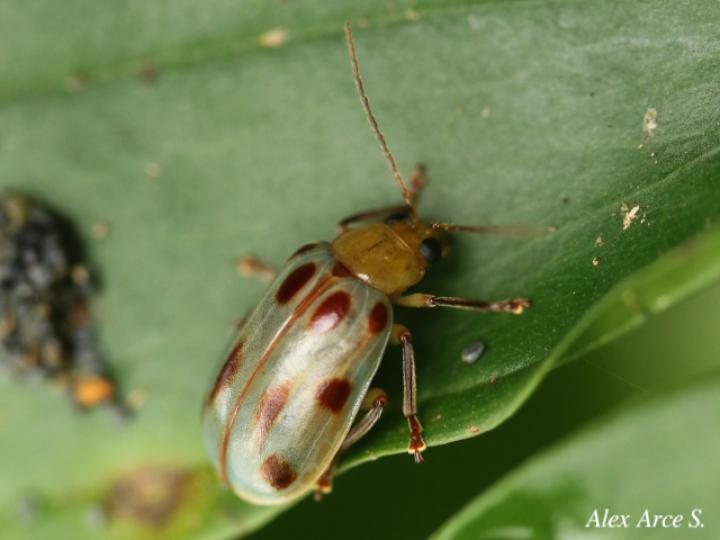 Exora obsoleta
