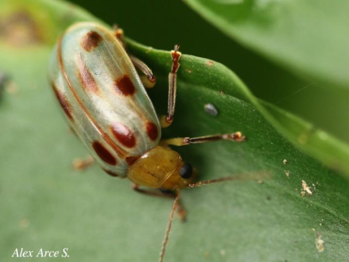 Exora obsoleta