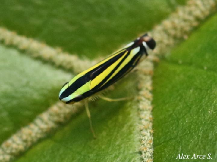 Fusigonalia lativittata