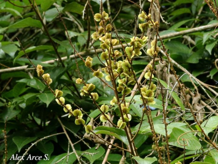 Gouania hypoglauca
