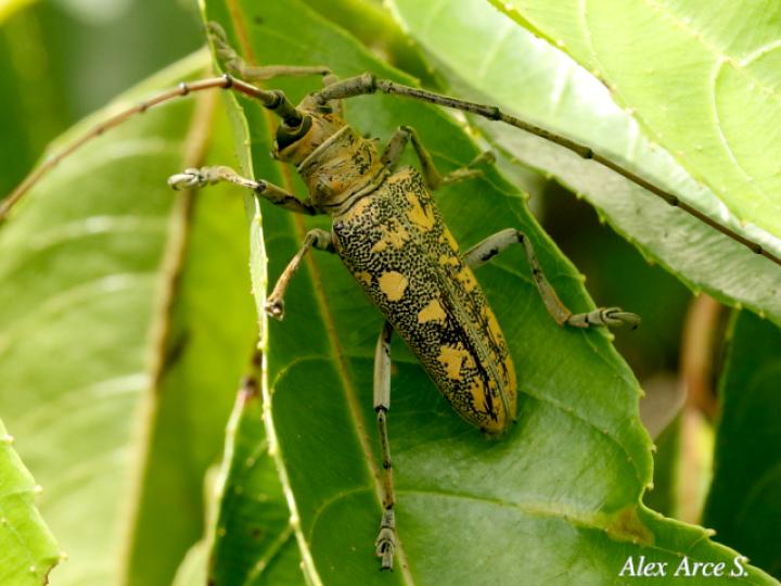 Hammatoderus rubefactus