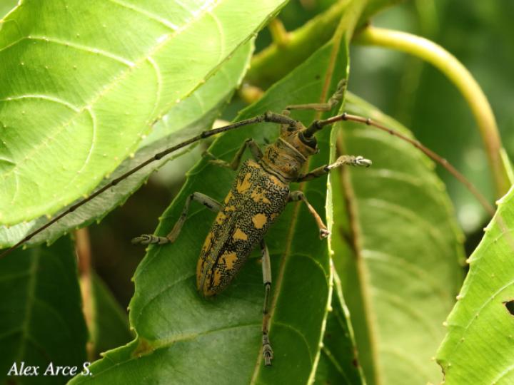 Hammatoderus rubefactus