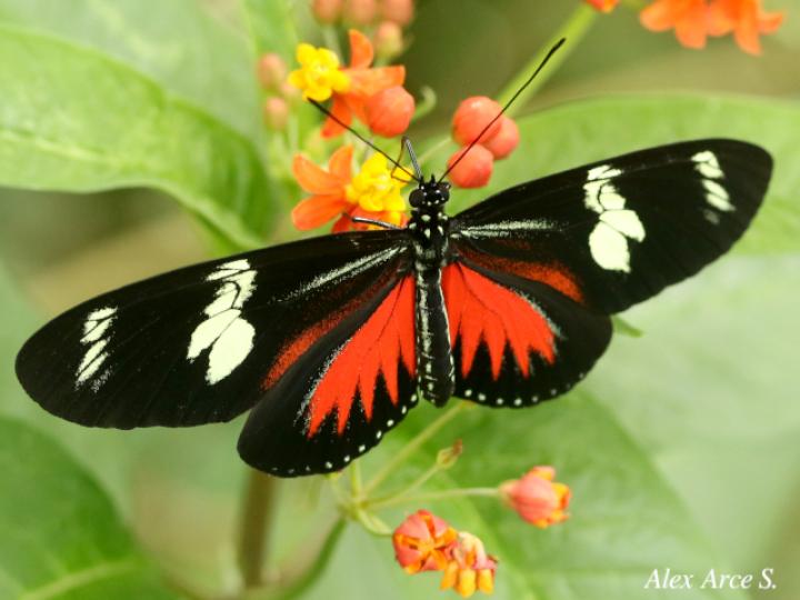Heliconius doris