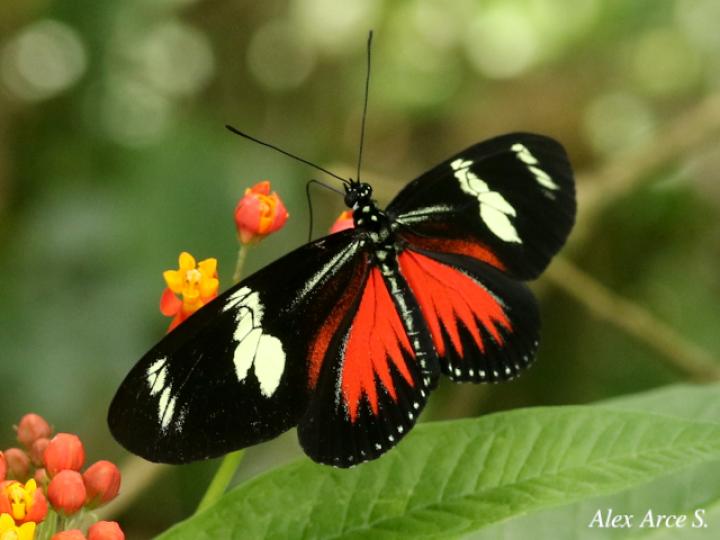 Heliconius doris