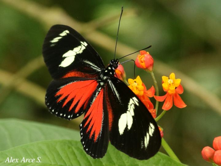 Heliconius doris