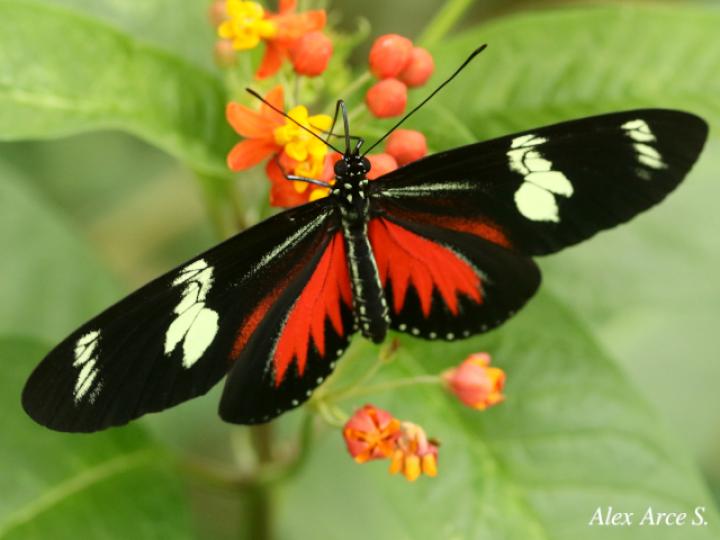 Heliconius doris