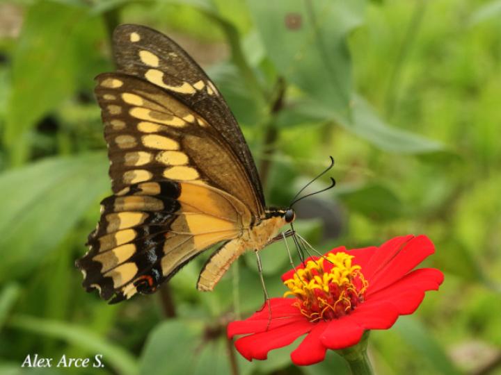 Heraclides thoas nealces