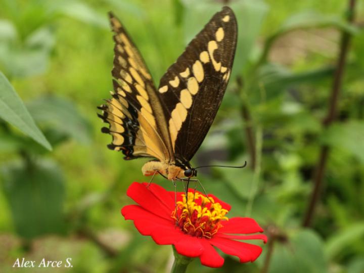 Heraclides thoas nealces