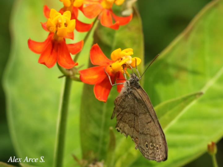 Hermeuptychia hermes (Sátira de Hermes)