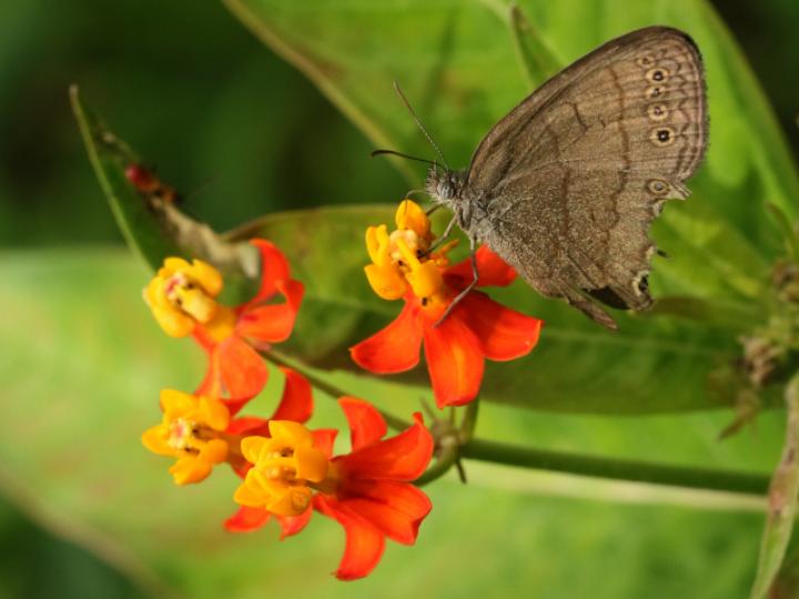 Hermeuptychia hermes (Sátira de Hermes)