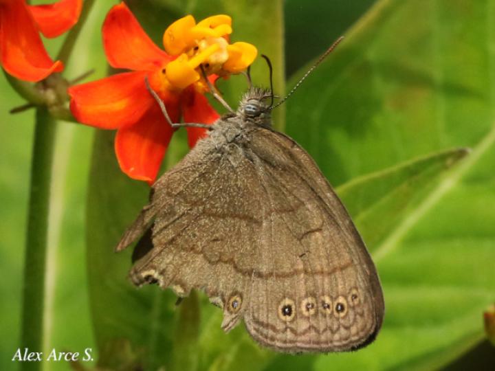 Hermeuptychia hermes (Sátira de Hermes)
