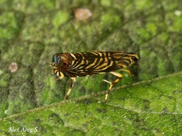 Hilarographa ribbei