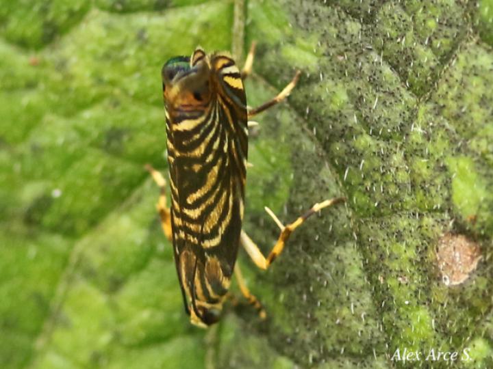 Hilarographa ribbei