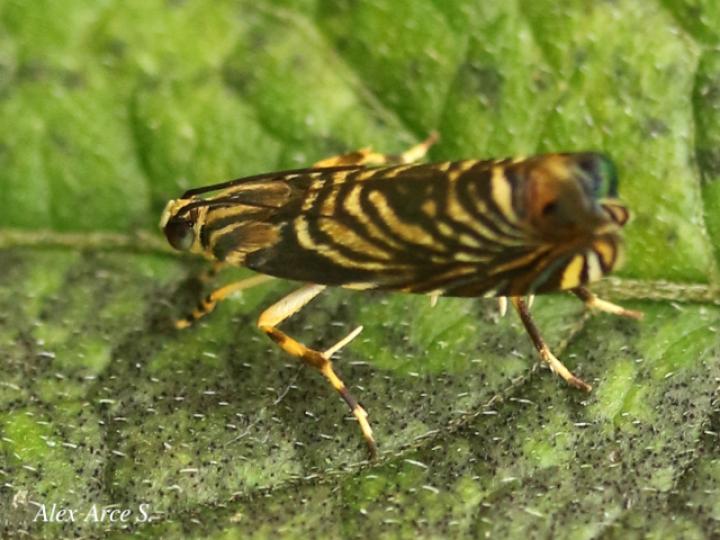 Hilarographa ribbei