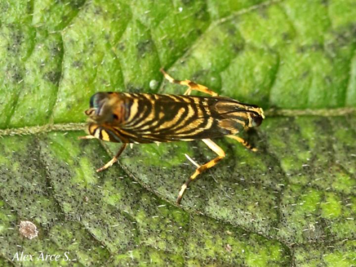 Hilarographa ribbei