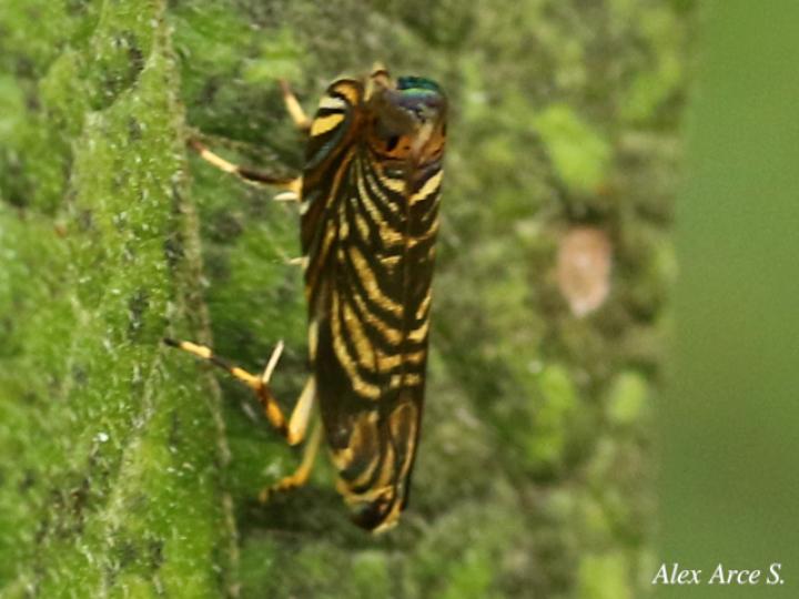 Hilarographa ribbei