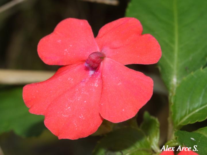 Impatiens walleriana