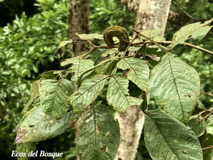 Inga chocoensis