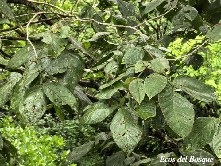 Inga chocoensis