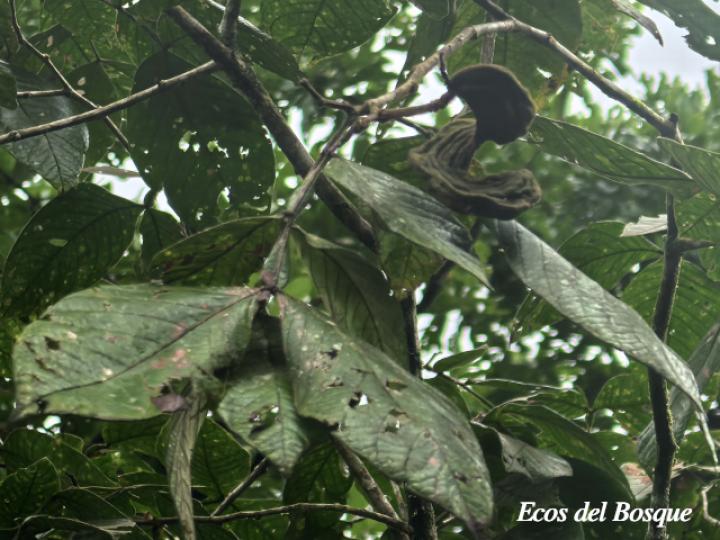 Inga chocoensis