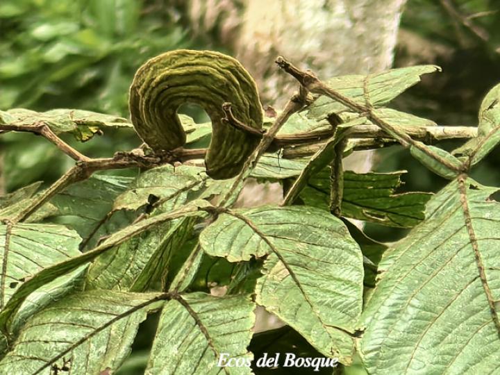 Inga chocoensis