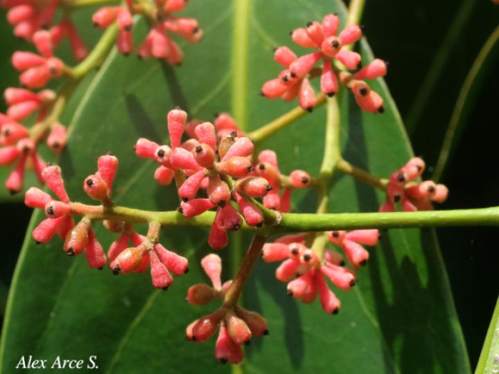 Licaria misantlae