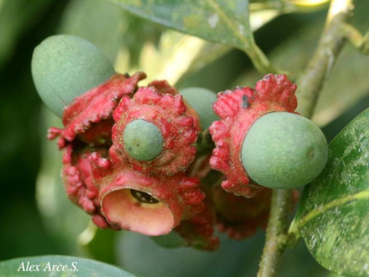 Licaria misantlae