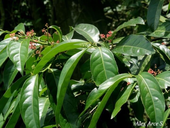 Licaria misantlae