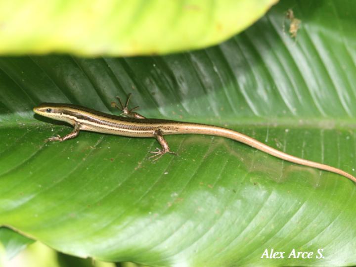 Marisora alliacea