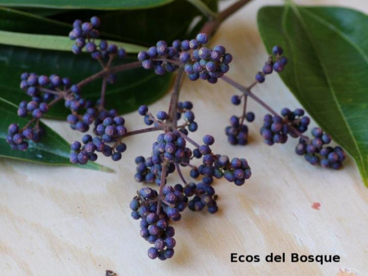 Miconia minutiflora