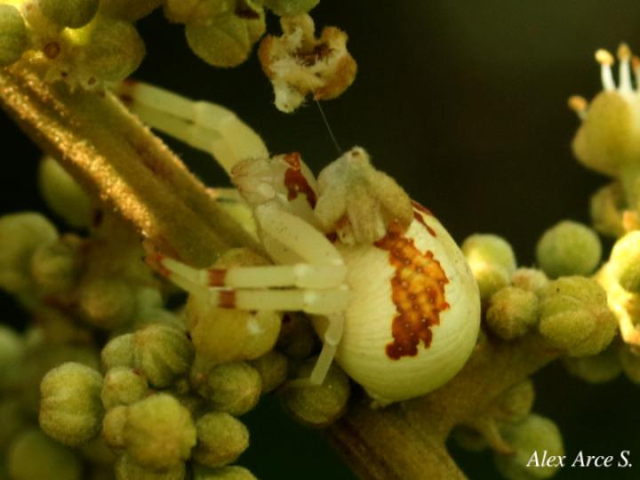 Misumessus quinteroi