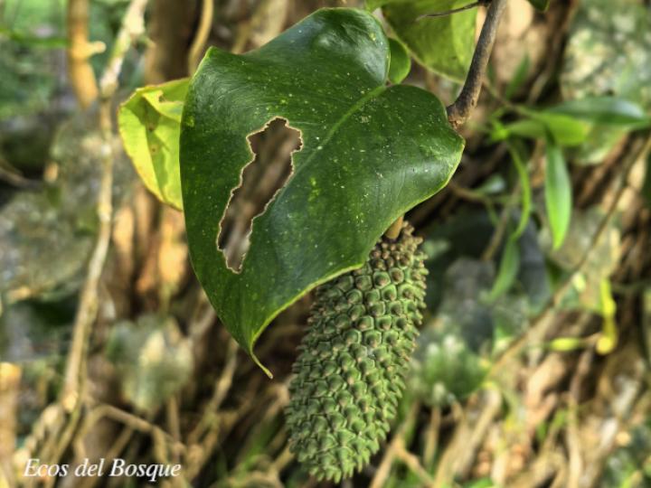 Monstera tuberculata