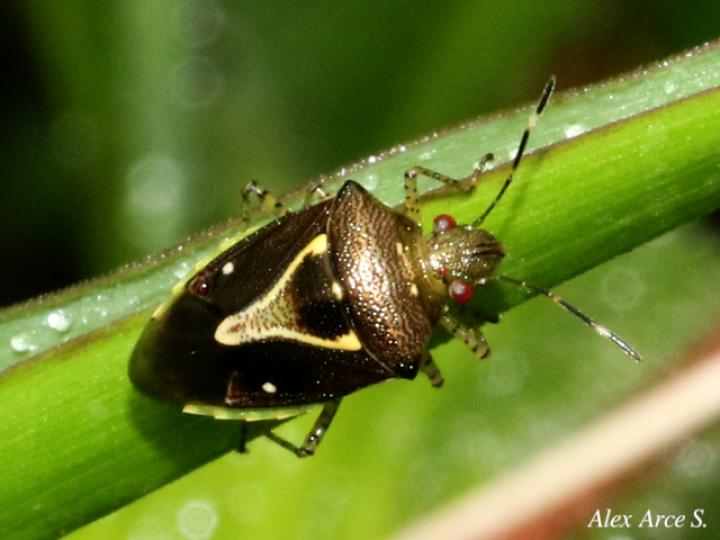 Mormidea ypsilon (Chinche de la espiga del arroz)