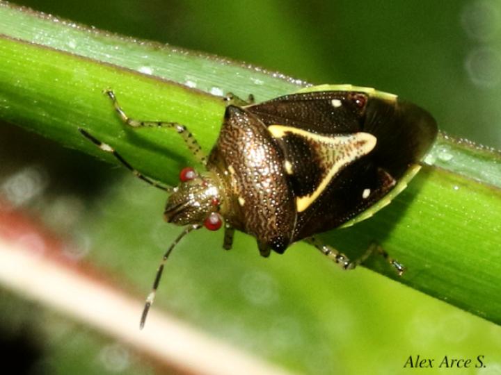Mormidea ypsilon (Chinche de la espiga del arroz)