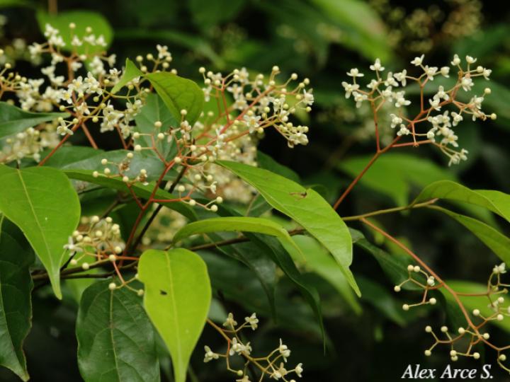 Nectandra umbrosa